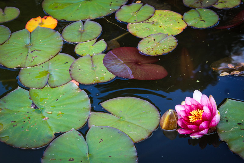 Förord till Ahmed Ramadans kommande Phenomenology