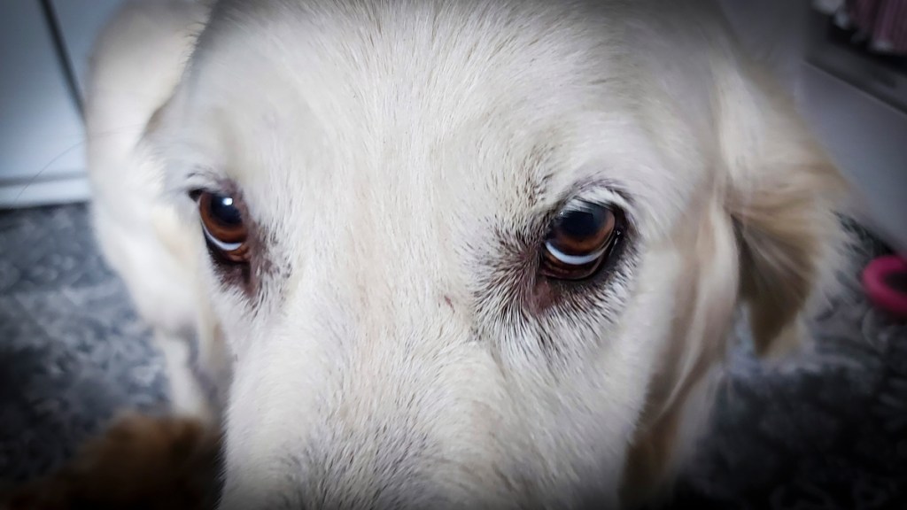 Medan kaffet rinner&nbsp;igenom