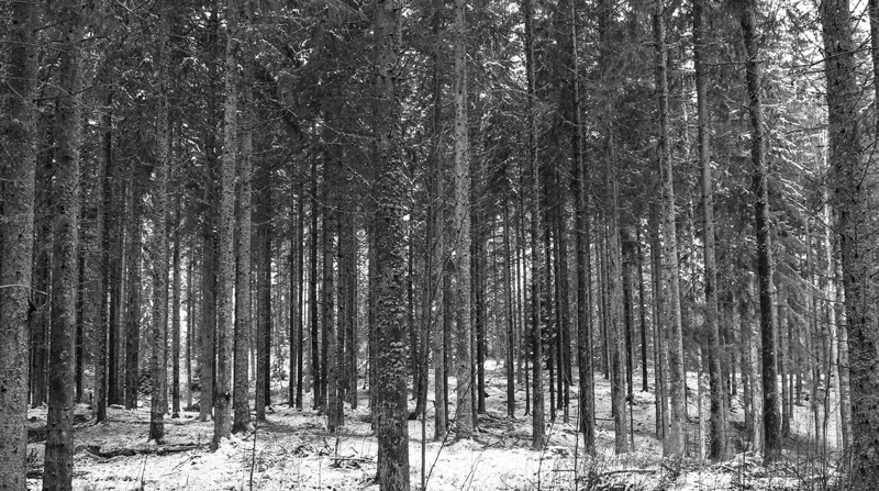 Skog i svartvitt