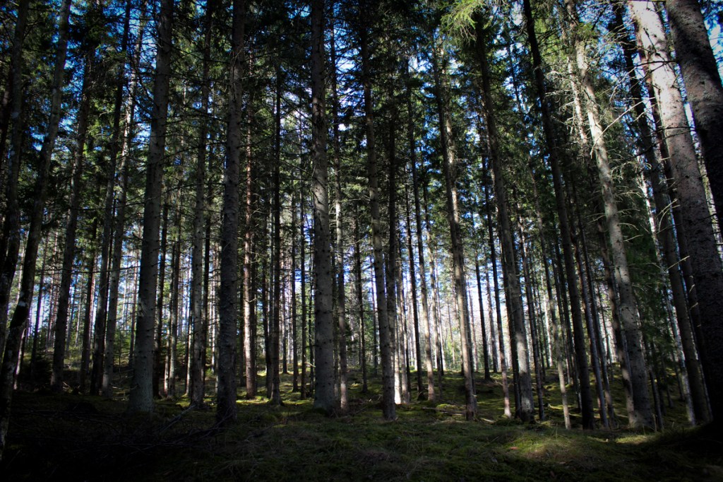 Att älska en&nbsp;skog