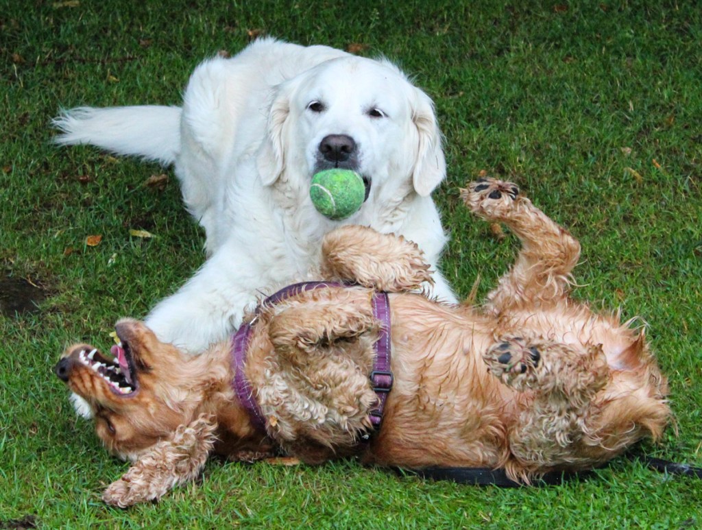 Stilstudie av hundar