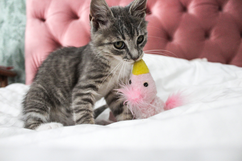 Frans fyller ett&nbsp;år