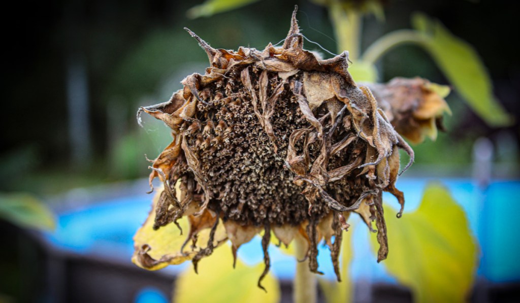 Solrosor (Förruttnelse hasta)