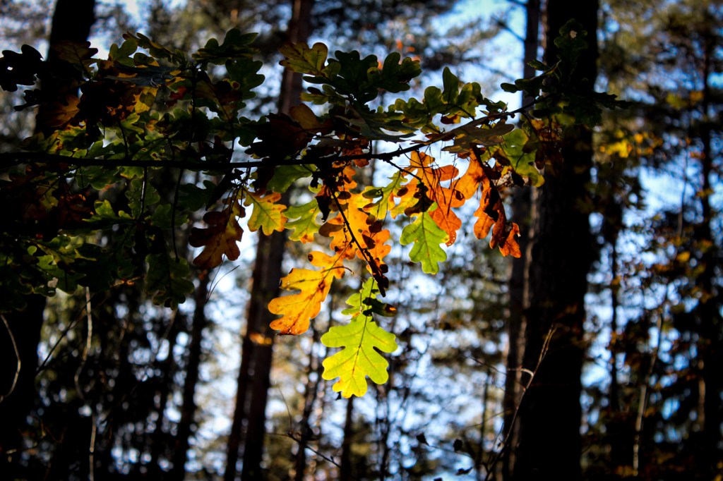Höstpromenad – genomlysning