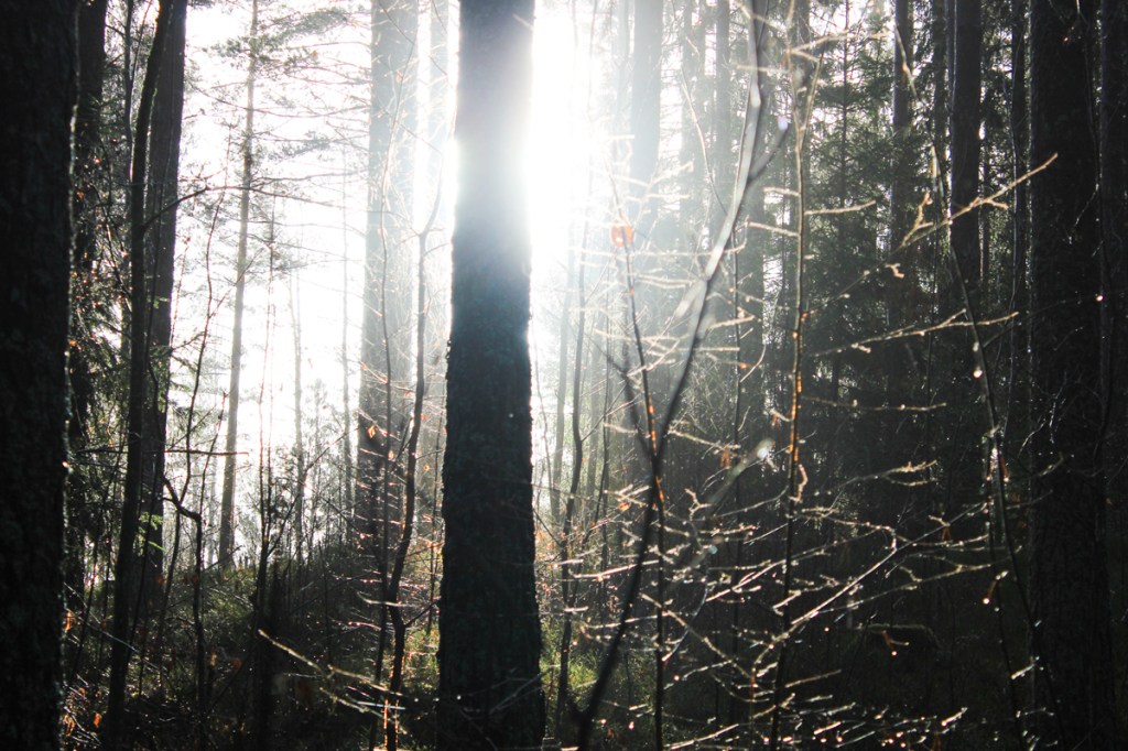 Skog som sjunger i&nbsp;ögonen