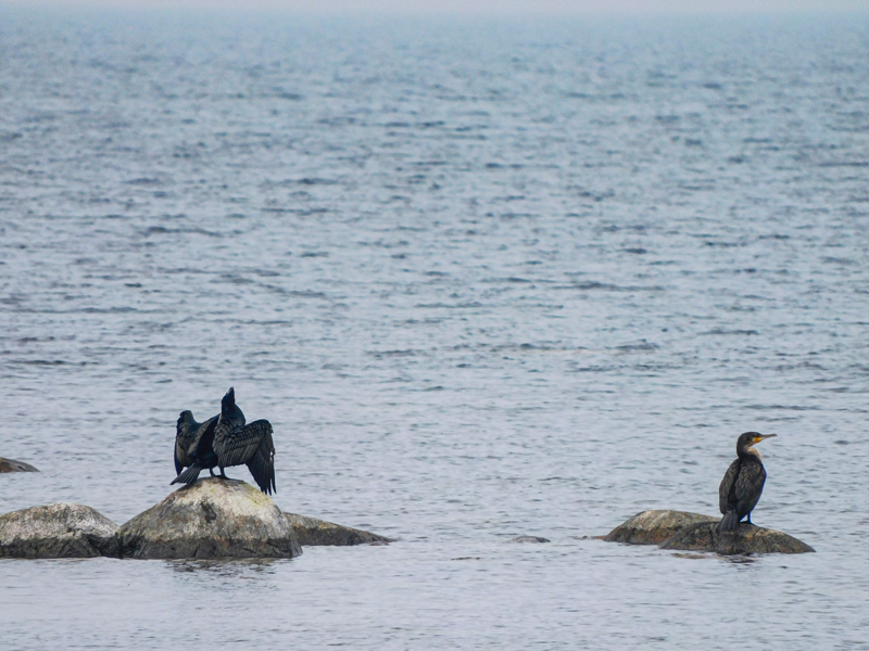 Foto: Peter Nyberg. Doppingar.