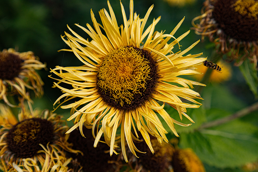 Fotografera i Söderköping