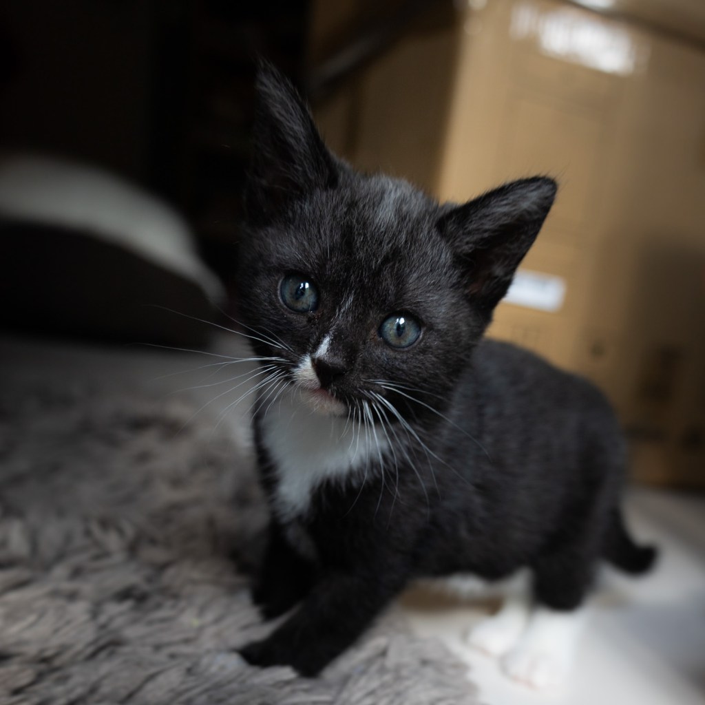 Pelle, Maja och&nbsp;Gösta