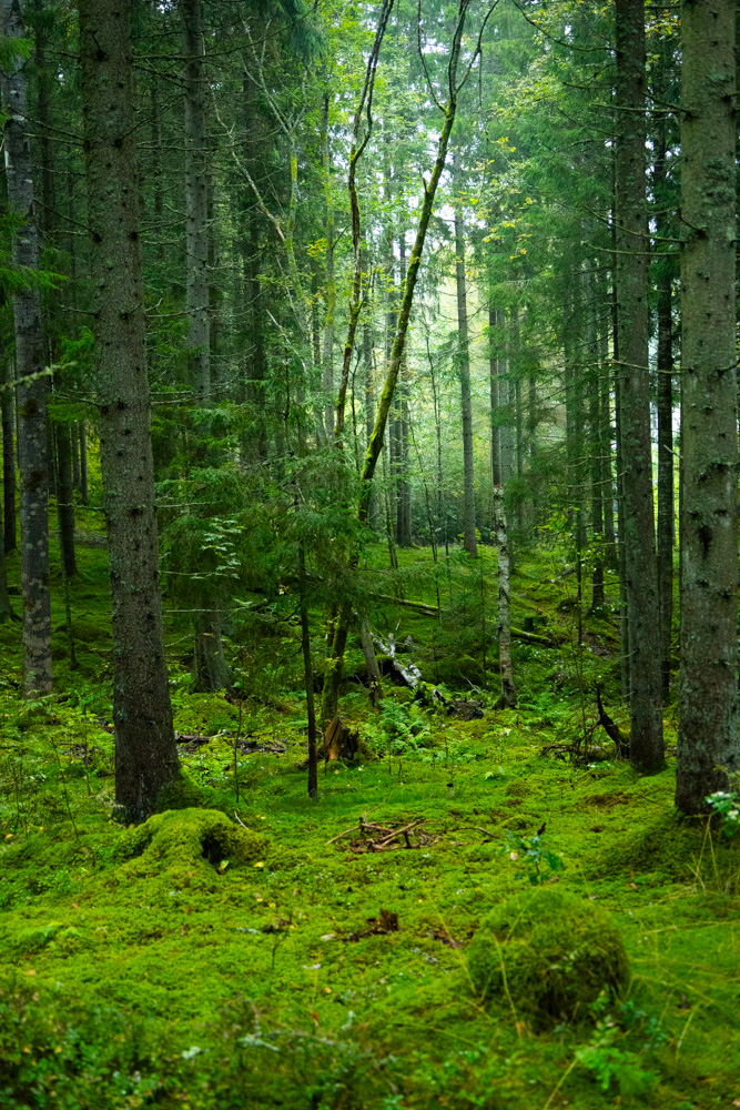 Skogspromenad mellan Taberg och&nbsp;Norrahammar