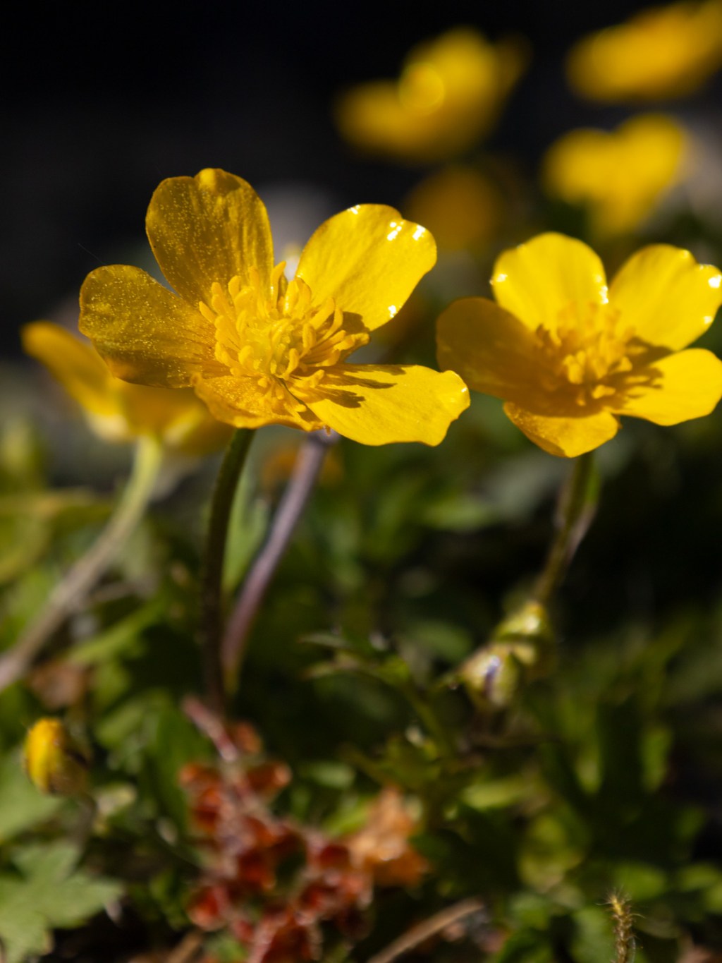 Gula solar i&nbsp;skogen