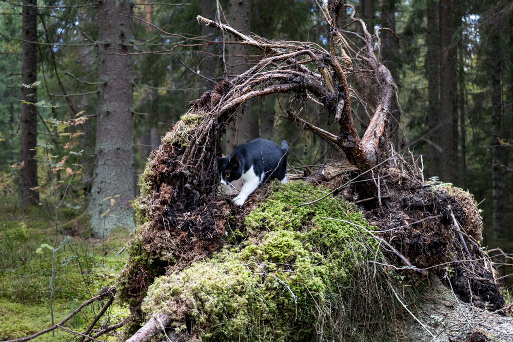 Skogen